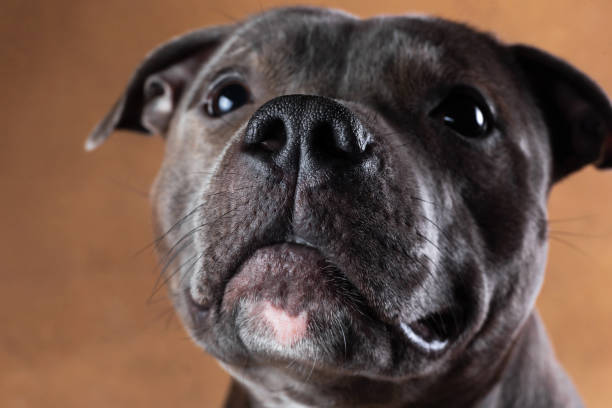 istock American staffordshire terrier on brown background in studio 1224221798