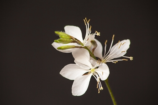 Macro image of the flowers of Lindheimers beeblossom (Gaura lindheimeri) on a black background.