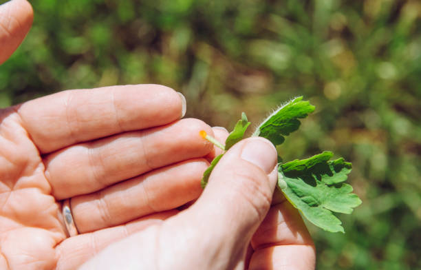 osoba trzymająca liść chelidonium majus( znany również:glistnik, nipplewort, swallowwort lub tetterwort) do leczenia brodawki na palcu roślinami trującego żółtego soku latem. koncepcja ziołowego środka. - picking up flash zdjęcia i obrazy z banku zdjęć