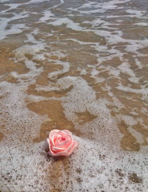 istock Pink Rose near the seashore.  Yellow sand. 1224223826