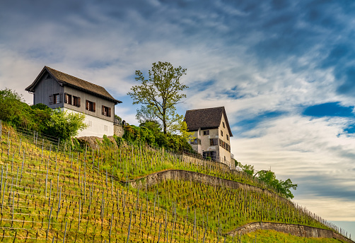 Vineyards along the shores of Lake Zurich near Rapperswil, St. Gallen, Switzerland