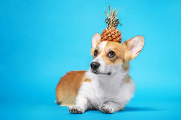 Photo of Cute red and white welsh corgi pembroke dog laying on blue background with half of fresh pineapple on its head. Funny face expression, pretty look, humor concept, indoors, studio.