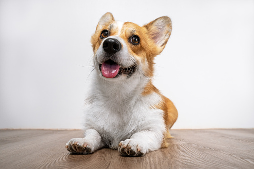 Cute smiling welsh corgi pembroke dog laying on the wooden floor on white background. Funny face expression, pretty look, mouth opened, tongue out.
