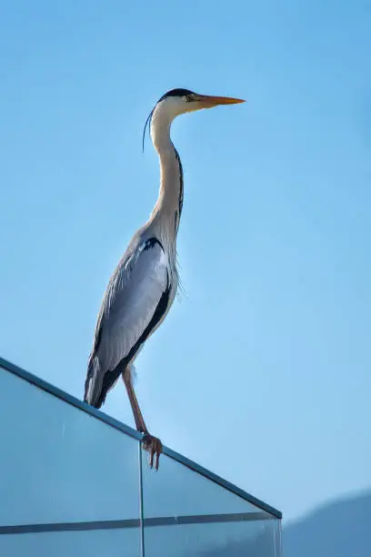 A grey heron perched on a balcony on the shores of the Upper Zurich Lake, Hurden, Schwyz, Switzerland