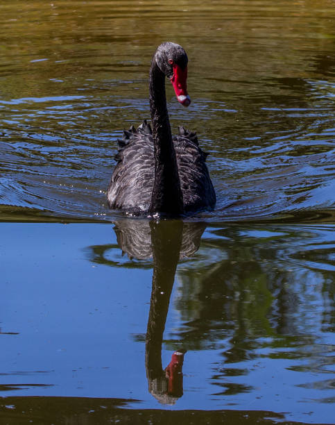 istock Swan black - Hervey Bay wetlands 1224226222