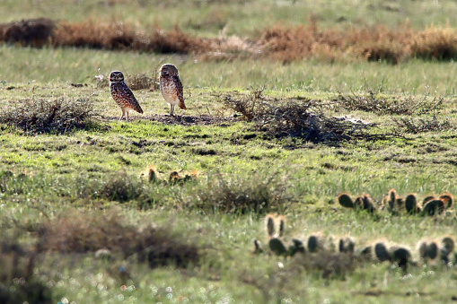 Standing in a short grass prairie, tiny burrowing owls stand at their den among the prickly pear cactus in the Pawnee National Grasslands in northern Colorado.