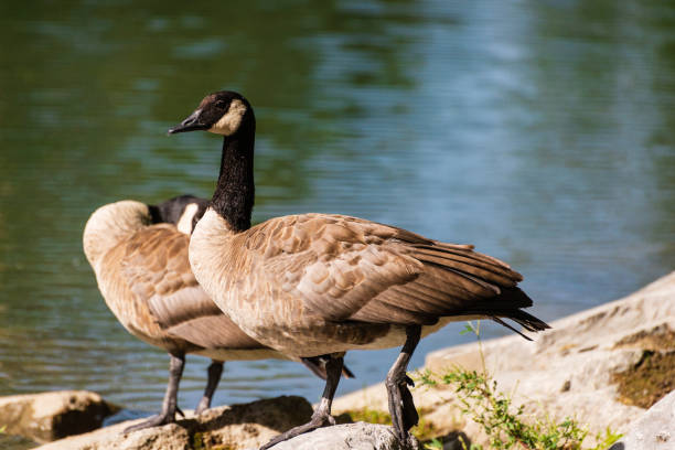 istock wild animals, over the Bow river banks, Calgary, Alberta, Canada 1224226450