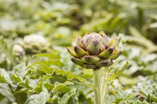 istock Artichokes plant growing 1224227104