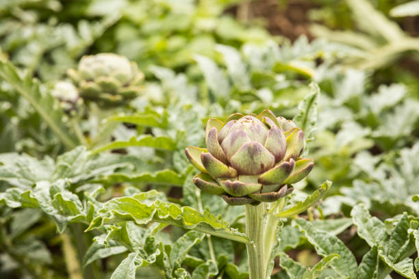 istock Artichokes plant growing 1224227108