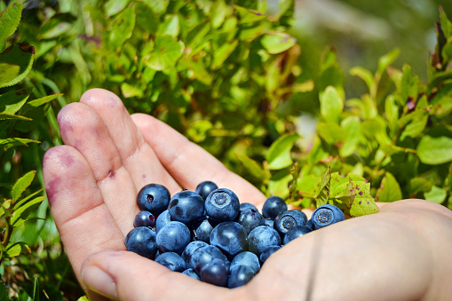 A close up shot of a hand holding some healthy blueberries. Shot against an old wooden background.