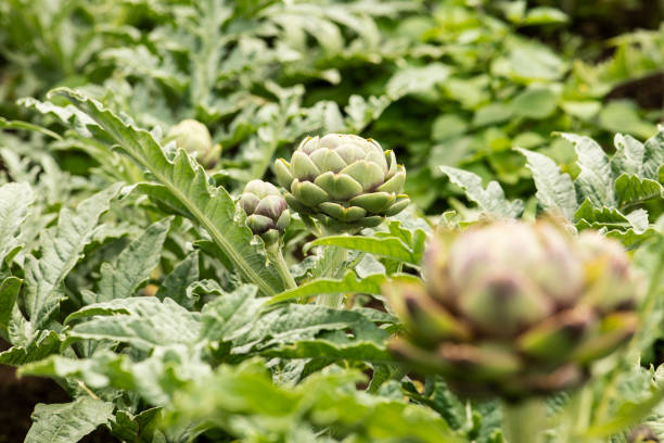 istock Artichokes plant growing 1224227127