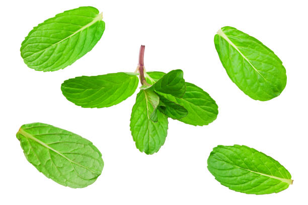 istock Fresh mint leaves isolated on white background. top view 1224227190