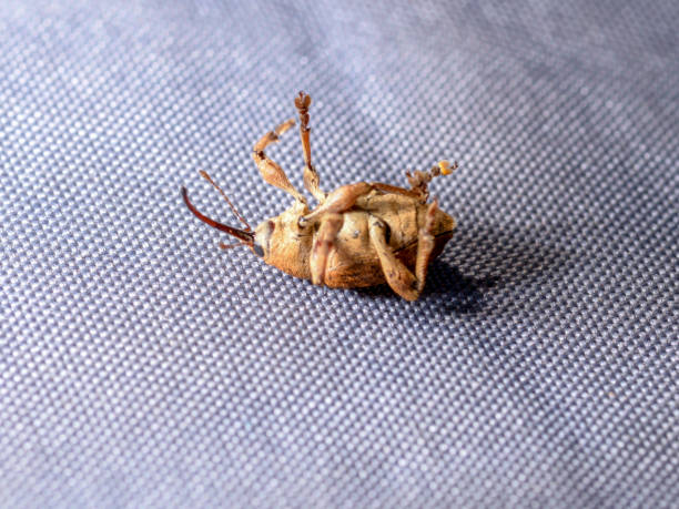 istock weevil beetle on a white background. Ukraine. Poltava 1224227524