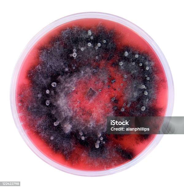 Fungus Culture Stock Photo - Download Image Now - Petri Dish, Fungal Mold, Agar Jelly