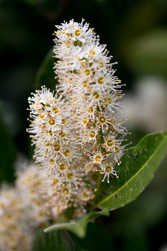 Cherry Laurel (prunus Laurocerasus) in flower
