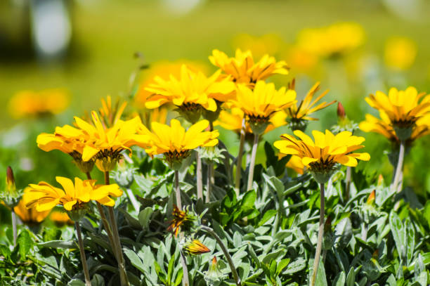 Dimorphotheca sinuata flowerbed in a meadow stock photo