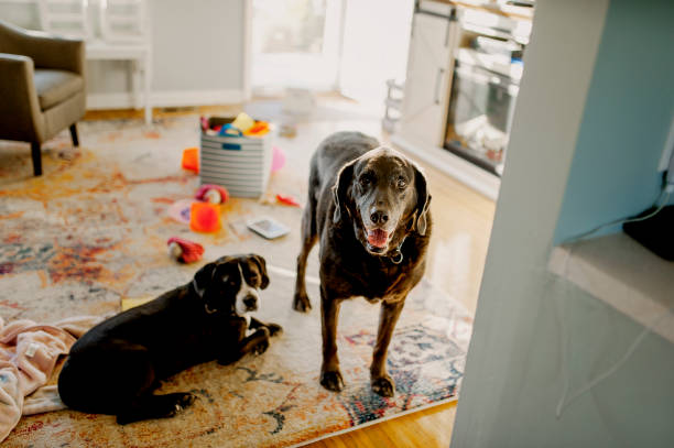 Due cani neri che si rilassano all'interno in un soggiorno disordinato pieno di giocattolo - foto stock