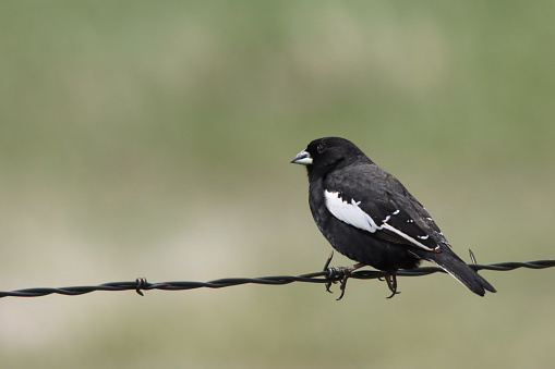 Perched on a barbed wire fence, a lark bunting searches for food in the Pawnee National Grasslands in northern Colorado.