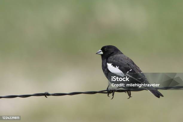 Wild Lark Bunting Perched On Barbed Wire Fence Pawnee National Grasslands Colorado Stock Photo - Download Image Now