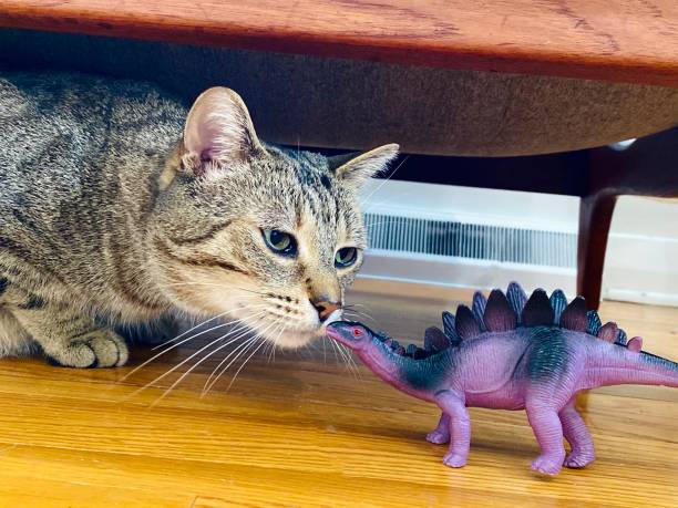 istock Cat Playing With Purple Toy Dinosaur 1224231224