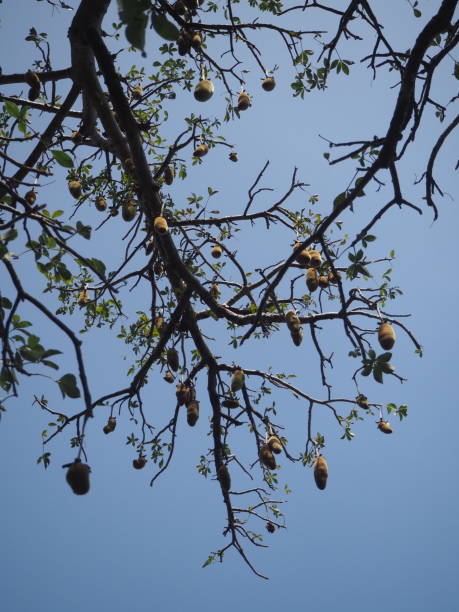 istock Baobab Tree from the North of Ghana 1224231252