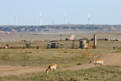 On the plains in northern Colorado in Weld County a pair of wild pronghorn walk next to a dirt road with oil storage tanks, flares and wind turbines in the Pawnee National Grasslands.