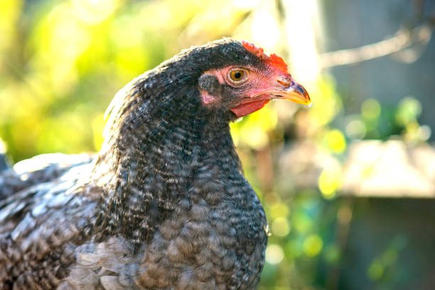Hens feed on traditional rural barnyard. Detail of a hen head. Close up of chicken standing on barn yard with chicken coop. Chickens sitting in outdoor henhouse. Free range poultry farming concept. las gallinas se alimentan del corral rural tradicional. detalle de una cabeza de gallina. primer plano de pollo de pie en el patio del granero con gallinero. pollos sentados en el gallinero al aire libre. concepto de avicultura de corral de gama libre.