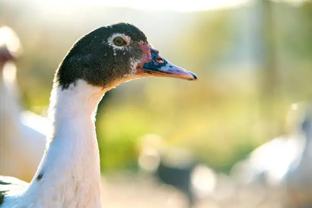 Photo of Detail of a duck head. Ducks feed on traditional rural barnyard. Close up of waterbird standing on barn yard. Free range poultry farming concept.
