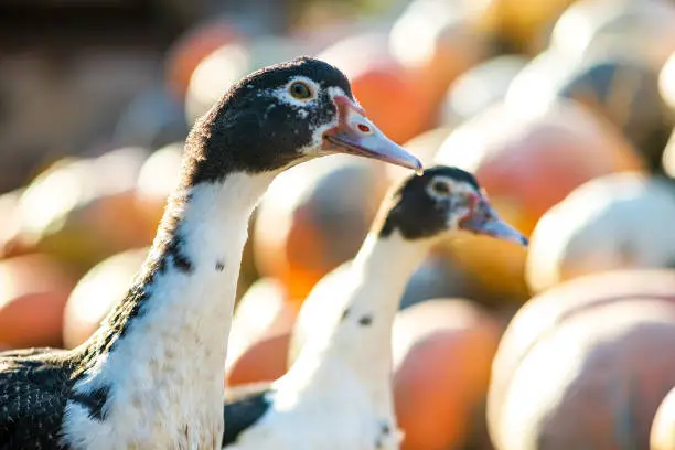 Photo of Ducks feed on traditional rural barnyard. Detail of a duck head. Close up of waterbird standing on barn yard. Free range poultry farming concept.