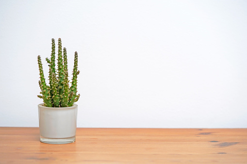 Small green plant indoors.