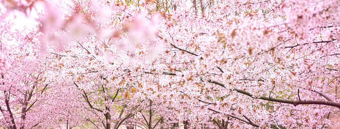 Spring sakura blossom in the garden. Bright pink and purple cherry blossoms. Panoramic, background photo and copy space