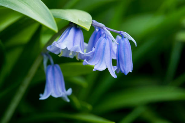 bluebells (bluebells espagnols - hyacinthoides hispanica) en fleur au printemps dans un jardin, angleterre, royaume-uni - campanula photos et images de collection