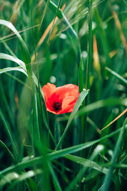 istock poppies in the green field at summer 1224233341