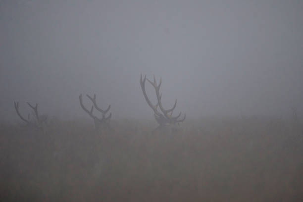 istock deer in the fogg 1224234256