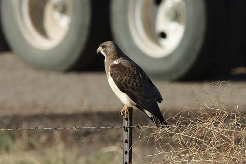 A semi truck passes by a wild Swainson’s hawk perched on a barbed wire fence in the Pawnee National Grasslands in northern Colorado.