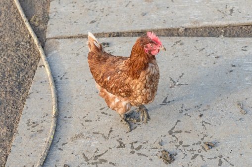 Rural agriculture scene with free happy hen outdoor. Ecological animal farming and self sufficiency by sustainable fowl livestock.