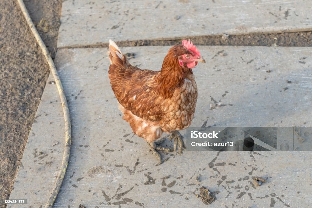 Brown chicken with dirt footprints at bio poultry farm mud Rural agriculture scene with free happy hen outdoor. Ecological animal farming and self sufficiency by sustainable fowl livestock. Chicken - Bird Stock Photo