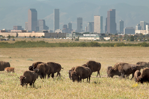 A bison herd walks across the plains of the Rocky Mountain Arsenal National Wildlife Refuge with downtown Denver, Colorado's skyscrapers and Rocky Mountains in the distance.