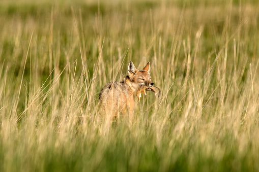 With a recently caught thirteen-lined ground squirrel in his mouth, a wild swift fox returns to feed his mate with five pups at the den in the Pawnee National Grasslands Colorado.
