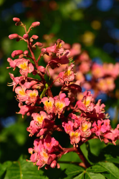 A blossom of the chestnut tree blooms bright red in spring