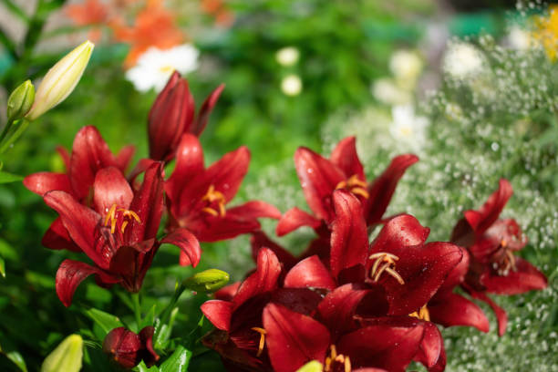 istock Wet flower of red lily 1224236874