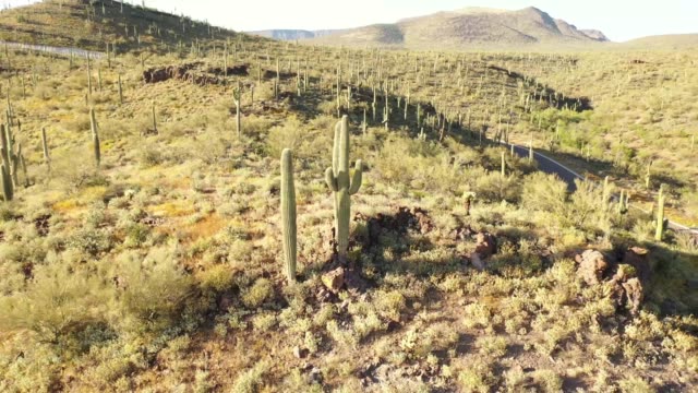 Flying around a mountain top full of saguaro cacti while moving away from them
