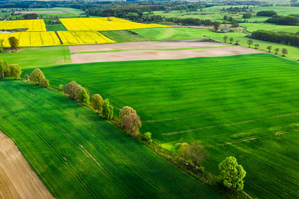 istock Green and yellow rape fields, aerial view 1224238278
