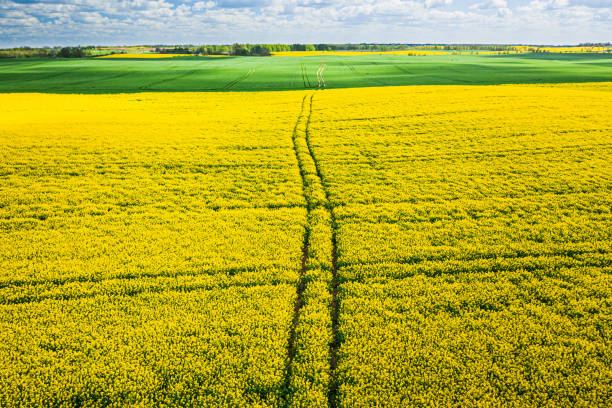istock Aerial view of yellow rape fields with tractor tracks 1224239030