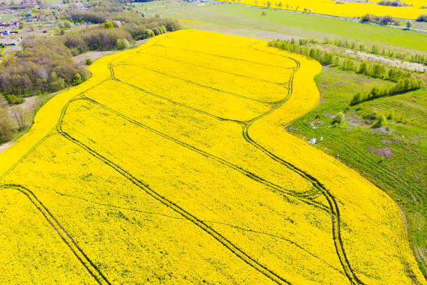 istock Aerial view of a blooming rapeseed field. 1224239112