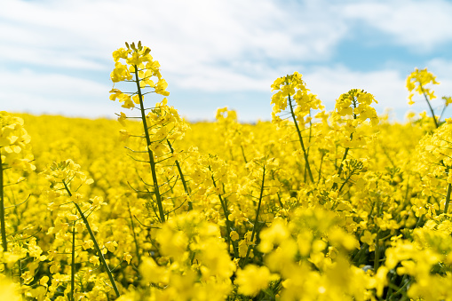 Blooming rapeseed field on the blue sky background.