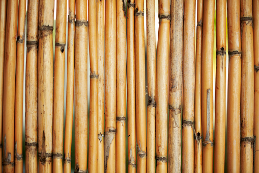 On the bamboo background. Natural close-up bamboo detail.