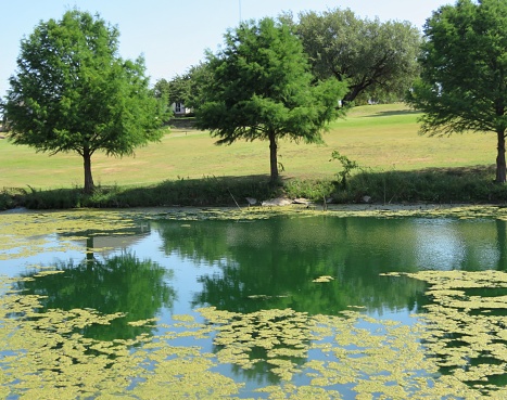 Pond. Trees. Rural scenery.