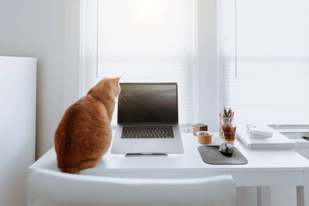 istock Cat on a work desk at home 1224246069