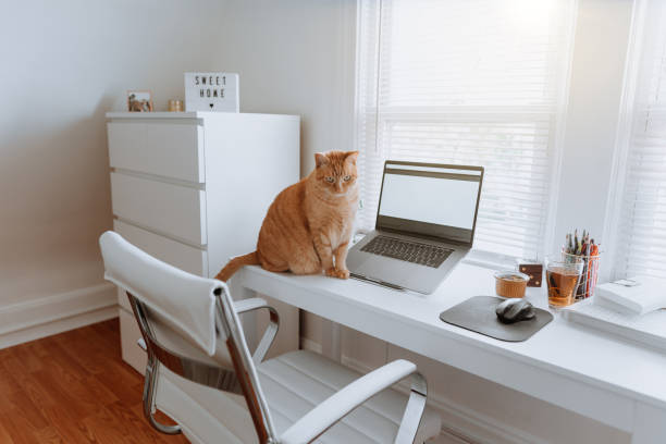 istock Cat on a work desk at home 1224246070